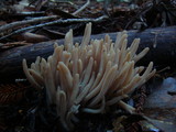 Clavaria rubicundula image