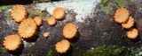 Schizophyllum umbrinum image