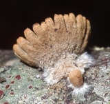 Schizophyllum umbrinum image