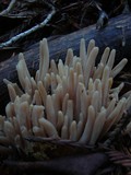 Clavaria rubicundula image