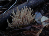 Clavaria rubicundula image