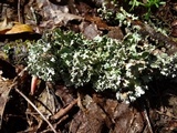 Parmotrema reticulatum image