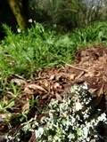 Parmotrema reticulatum image