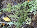 Usnea ceratina image