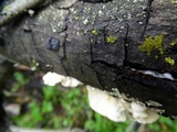 Xanthomendoza oregana image