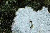 Phlyctis speirea image