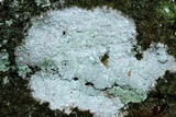 Phlyctis speirea image