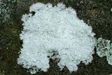 Phlyctis speirea image