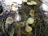Gymnopus brassicolens var. brassicolens image