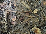 Gymnopus brassicolens var. brassicolens image