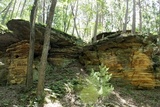 Lepraria humida image