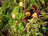Galerina vittiformis image