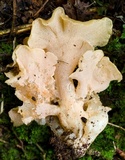 Hydnodon thelephorus image