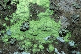 Psilolechia lucida image