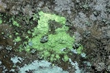 Psilolechia lucida image