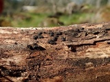 Bulgariella pulla image