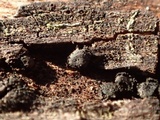 Bulgariella pulla image