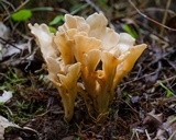 Ramaria chocoënsis image