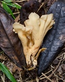 Ramaria chocoënsis image