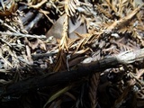 Mycena adscendens image