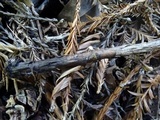 Mycena adscendens image