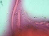 Pluteus fuliginosus image