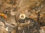 Pluteus fuliginosus image