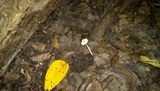 Pluteus fuliginosus image