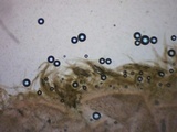 Pluteus fuliginosus image