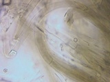 Pluteus fuliginosus image