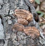 Phellinus gilvus image