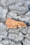 Phellinus gilvus image