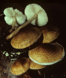 Lepiota castanea image