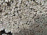 Xylobolus frustulatus image