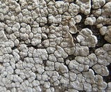 Xylobolus frustulatus image
