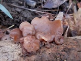 Auricularia angiospermarum image