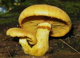 Gymnopilus luteus image