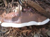 Ganoderma polychromum image