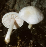 Pluteus tomentosulus image