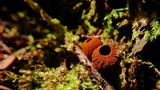 Plectania melastoma image