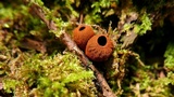 Plectania melastoma image