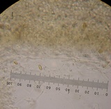 Gastroboletus turbinatus image