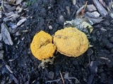 Calvatia rubroflava image