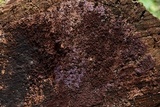 Punctularia atropurpurascens image