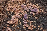 Punctularia atropurpurascens image