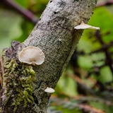 Panellus pusillus image