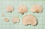 Panellus pusillus image