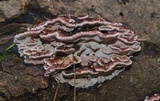 Rhodofomes cajanderi image