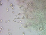 Pluteus hongoi image