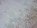 Pluteus hongoi image